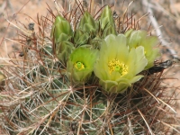 Barrel Cactus blossom